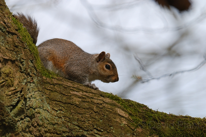 David Plant Photography - Wildlife Photographer - Grey squirrel - G.jpg - Grey squirrel - Hertfordshire